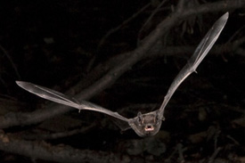 silver bat